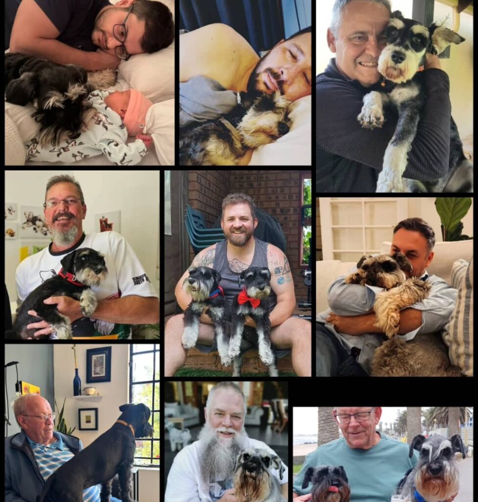 adopt Schnauzer puppy in Nashville