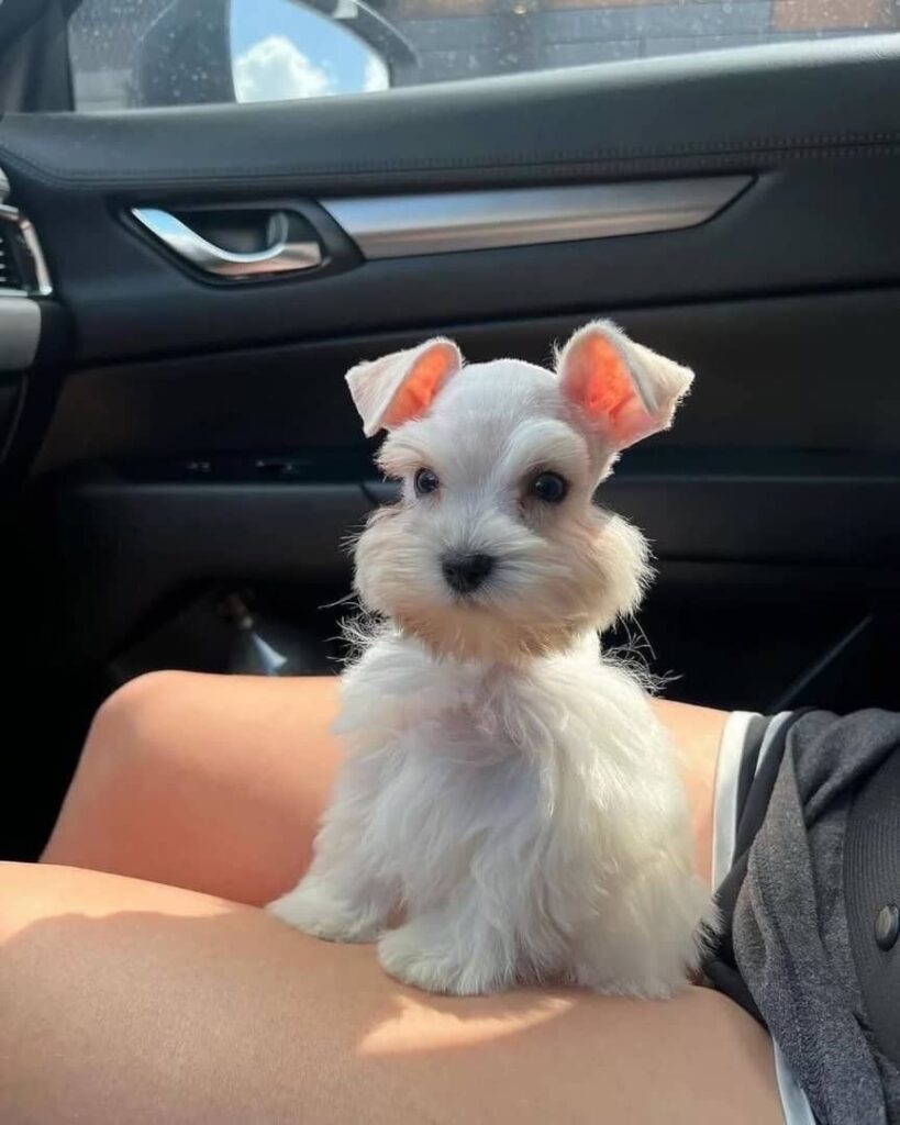 schnauzer puppy for sale