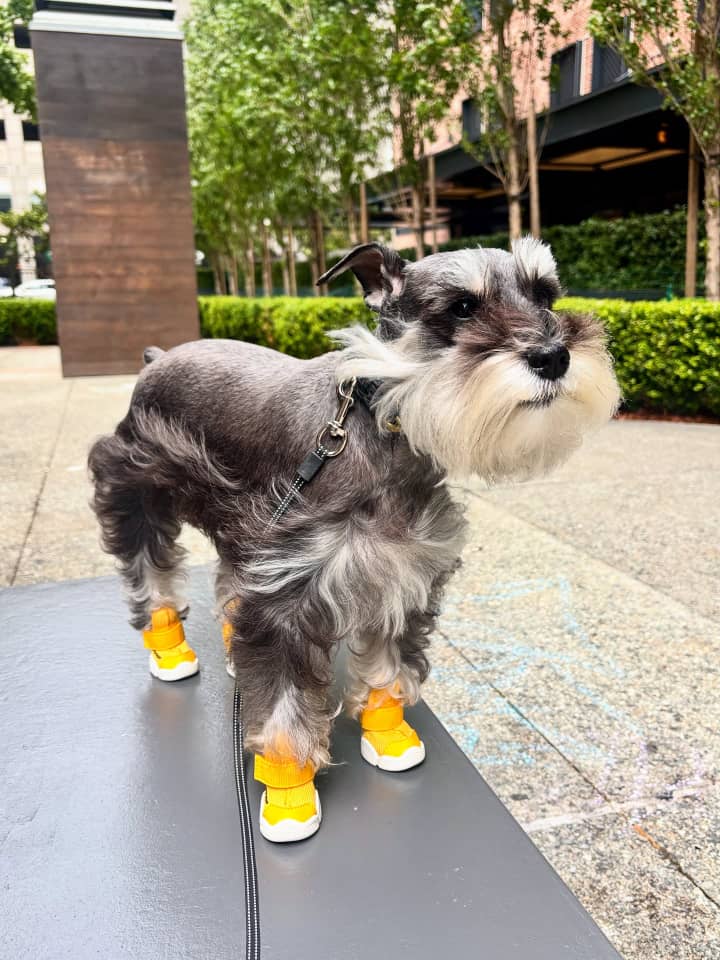 schnauzer puppy for sale