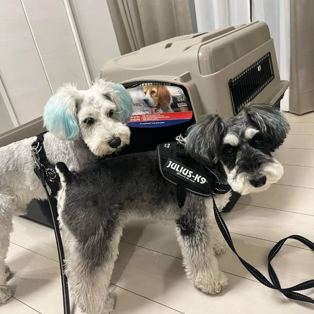 Schnauzer puppy delivery