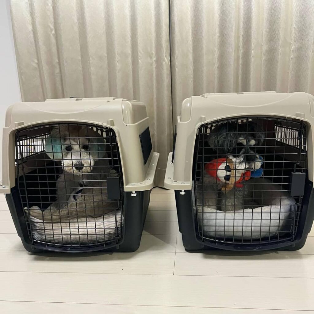 Schnauzer puppy delivery