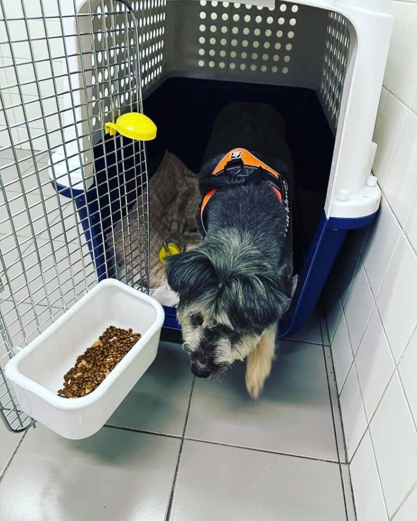 Schnauzer puppy delivery