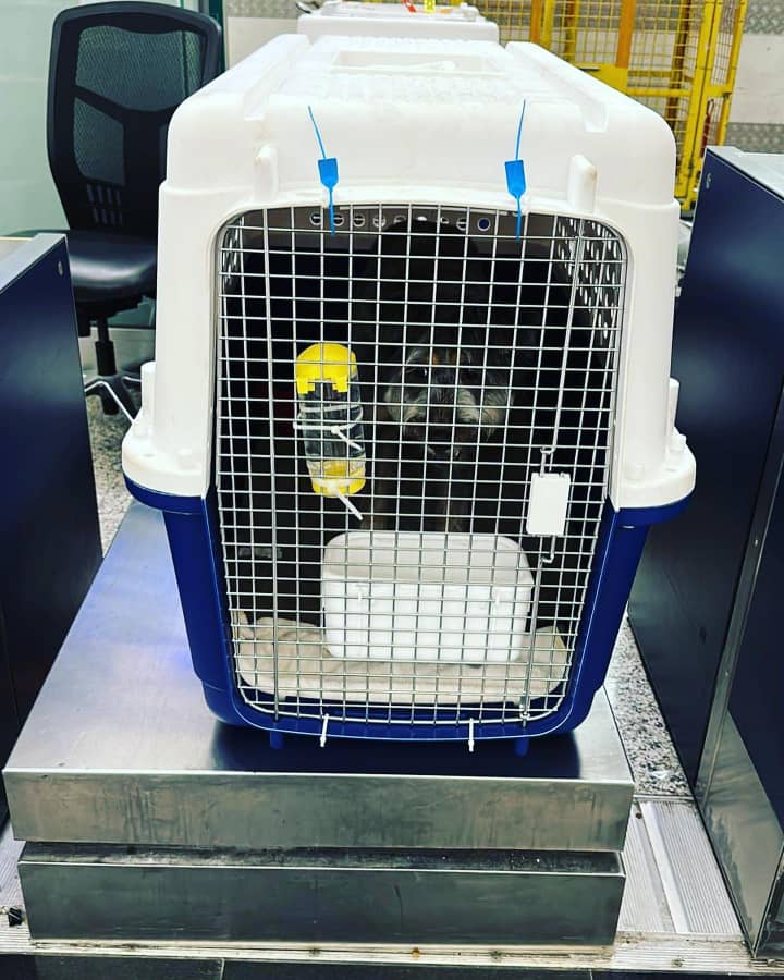 Schnauzer puppy delivery