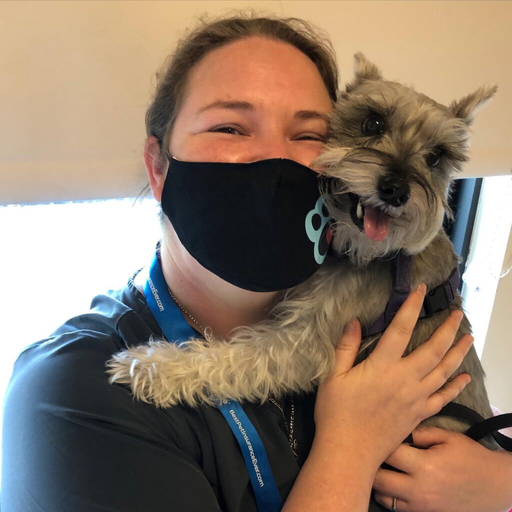 Miniature Schnauzer Puppies Chicago