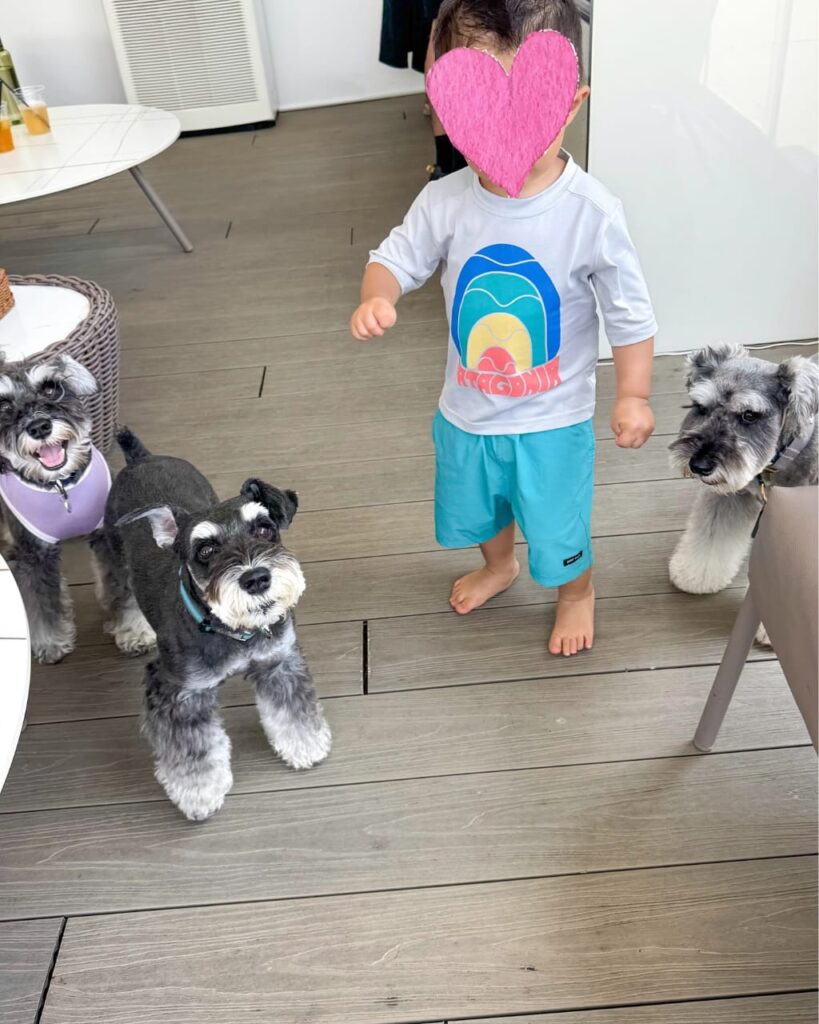 Schnauzer Spot Reviews