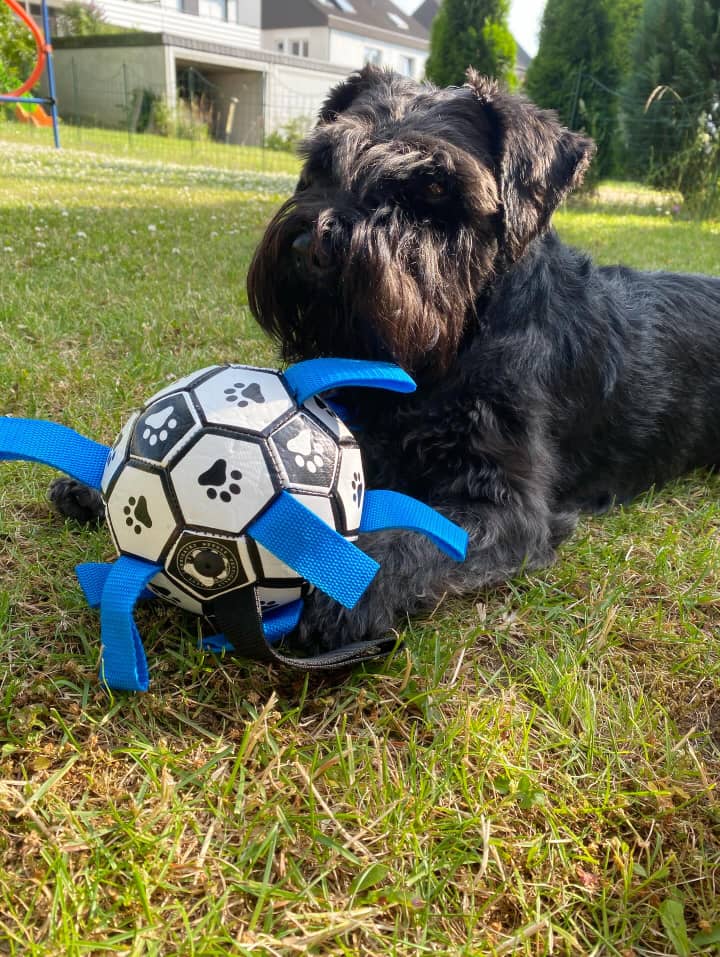 Schnauzer Spot Reviews