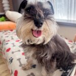 schnauzer puppy for sale