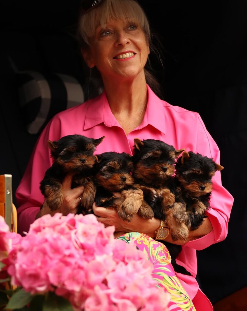 Are Yorkies Good Family Dogs? Everything You Should Know Before Bringing One Home Are Yorkies Good Family Dogs