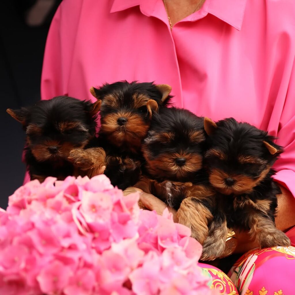 Yorkie puppy near me