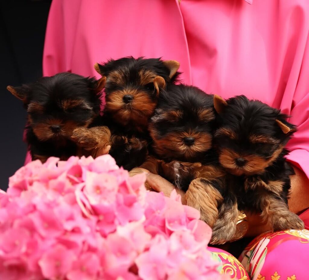 Are Yorkies Good Family Dogs? Everything You Should Know Before Bringing One Home Are Yorkies Good Family Dogs?