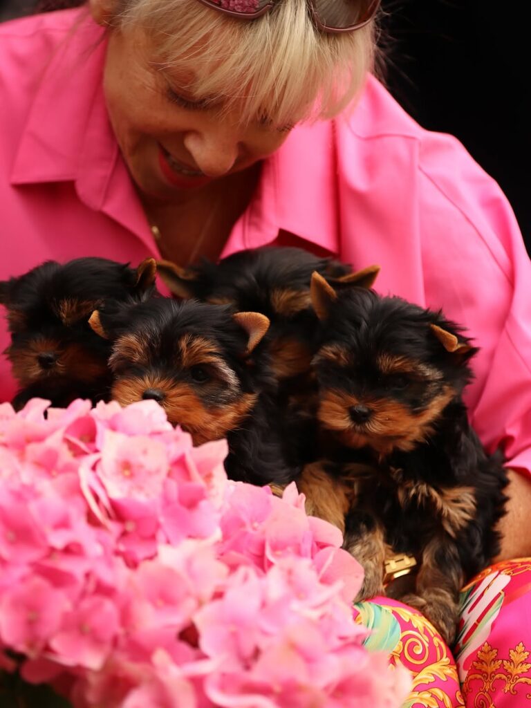 Buy a Yorkie puppy