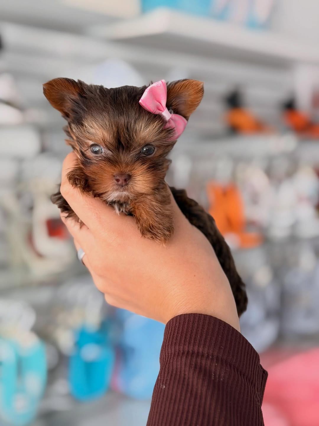 Chocolate Yorkie Puppy for Sale
