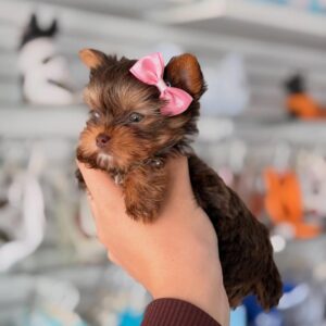 Chocolate Yorkie Puppy for Sale