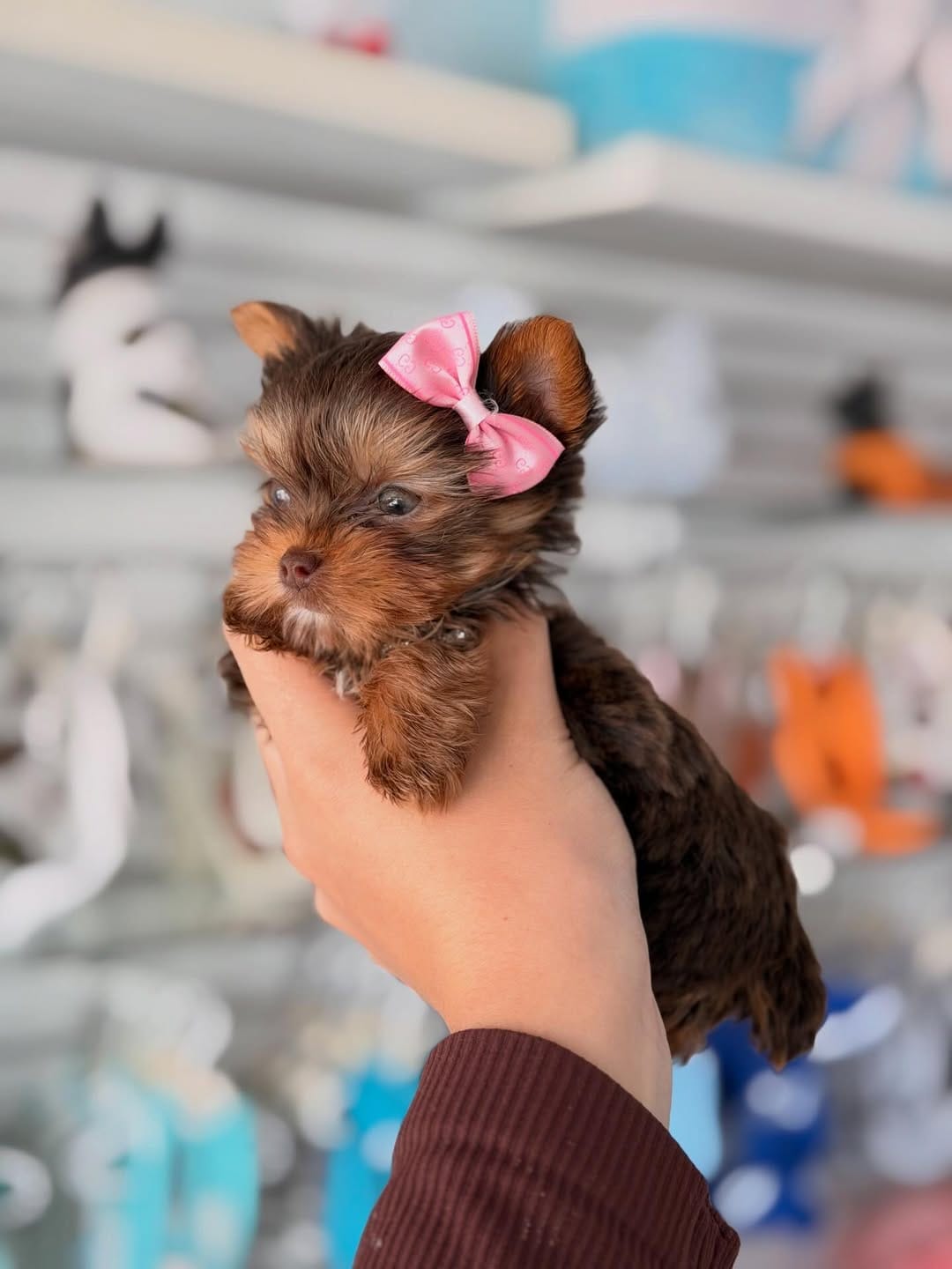Chocolate Yorkie Puppy for Sale
