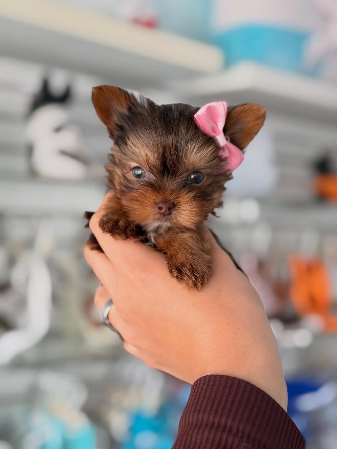 Yorkshire Terrier Puppy for Sale