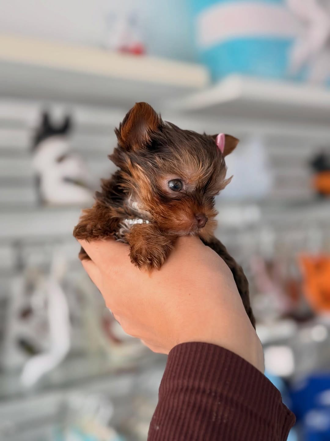 Chocolate Yorkie Puppy for Sale – COCO - Image 3