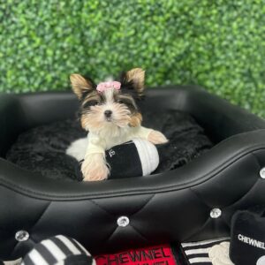 Teacup Tricolor Yorkie Puppy for Sale