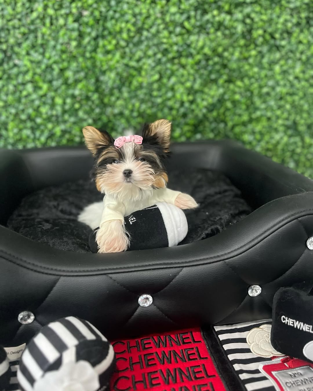 Teacup Tricolor Yorkie Puppy for Sale