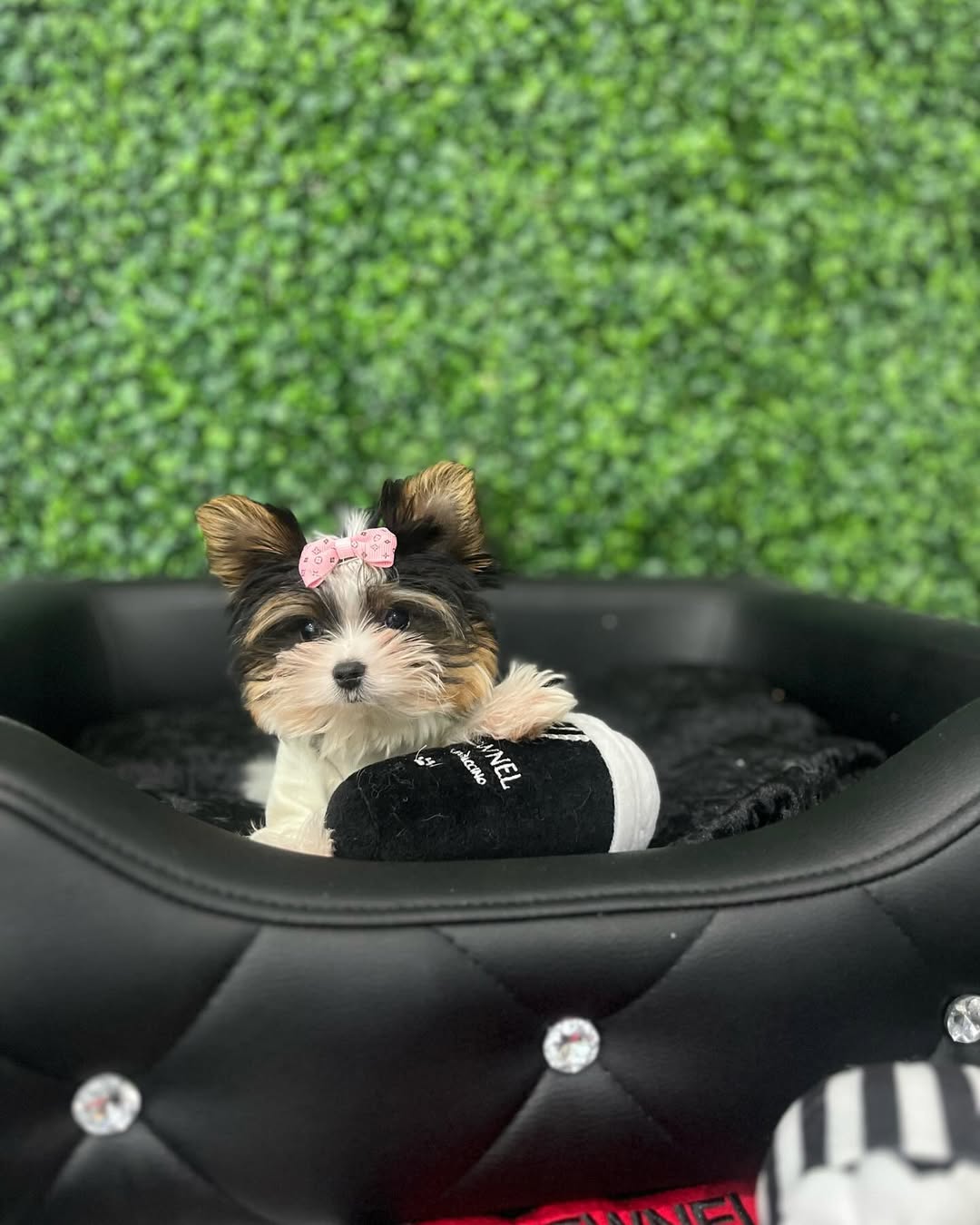 Teacup Tricolor Yorkie Puppy for Sale
