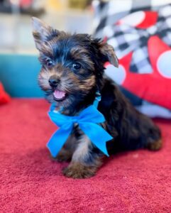 AKC Male Yorkie Puppy for Sale