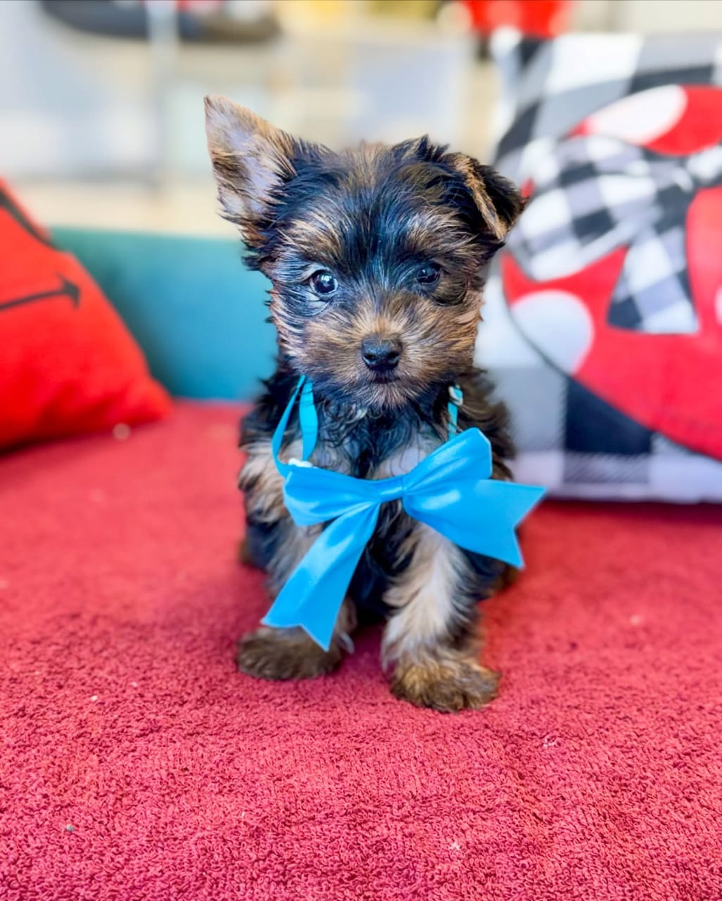 AKC Male Yorkie Puppy for Sale – Dexter - Image 2