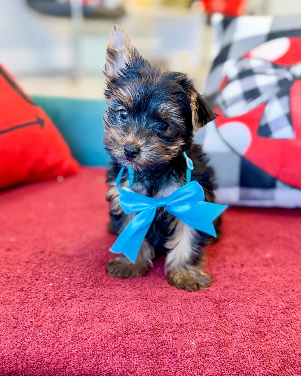 AKC Male Yorkie Puppy for Sale – Dexter - Image 3