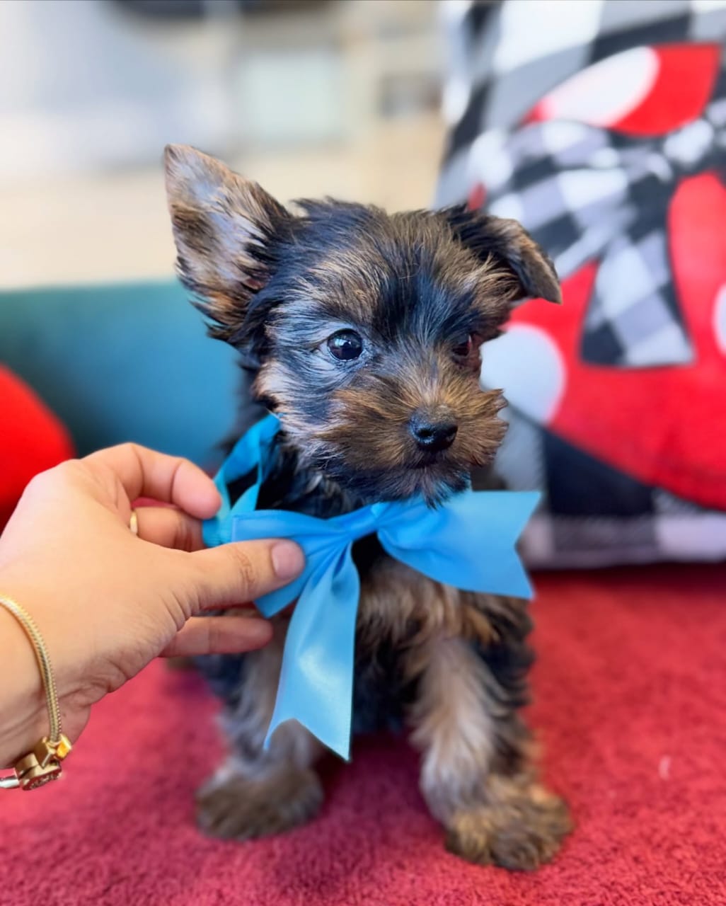 AKC Male Yorkie Puppy for Sale