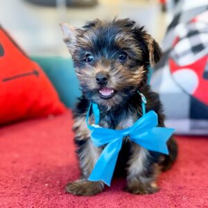 AKC Male Yorkie Puppy for Sale