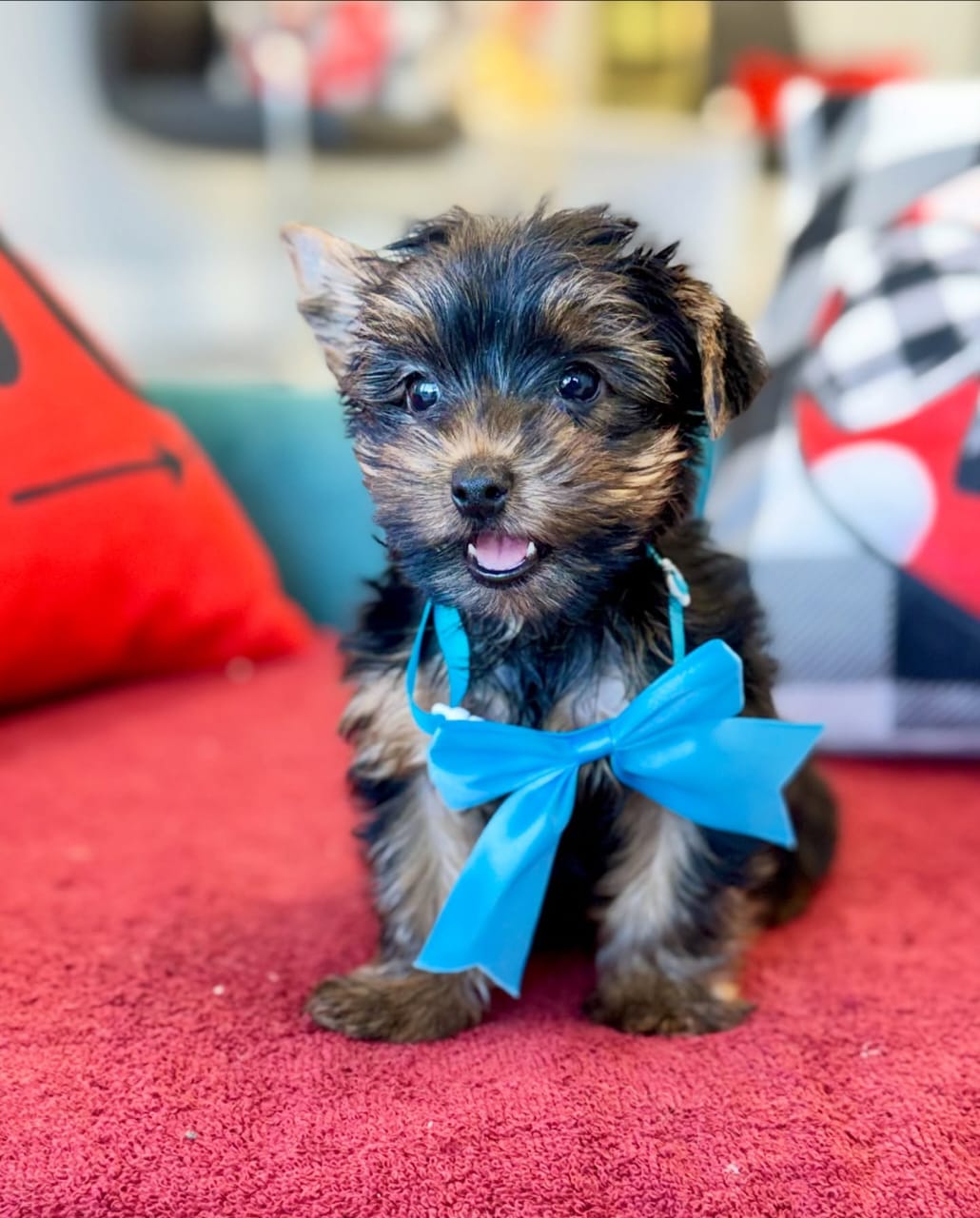 AKC Male Yorkie Puppy for Sale