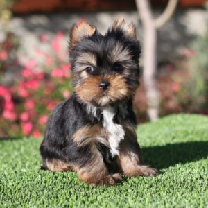 Buy Male Yorkie Puppy Timmy