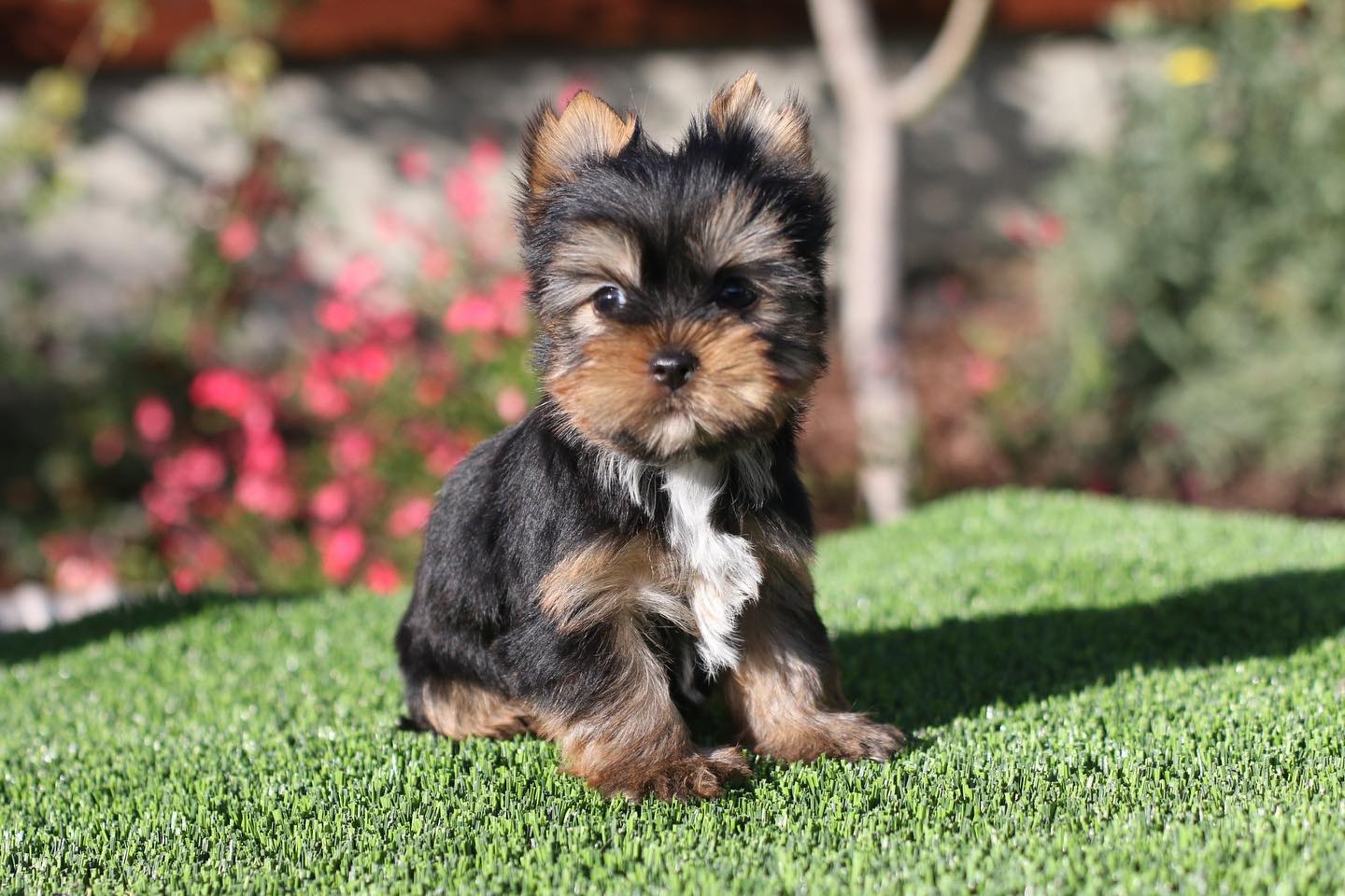 Buy Male Yorkie Puppy Timmy