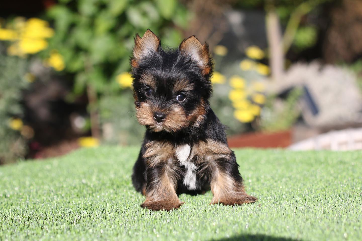 Buy Male Yorkie Puppy | Timmy | - Image 2