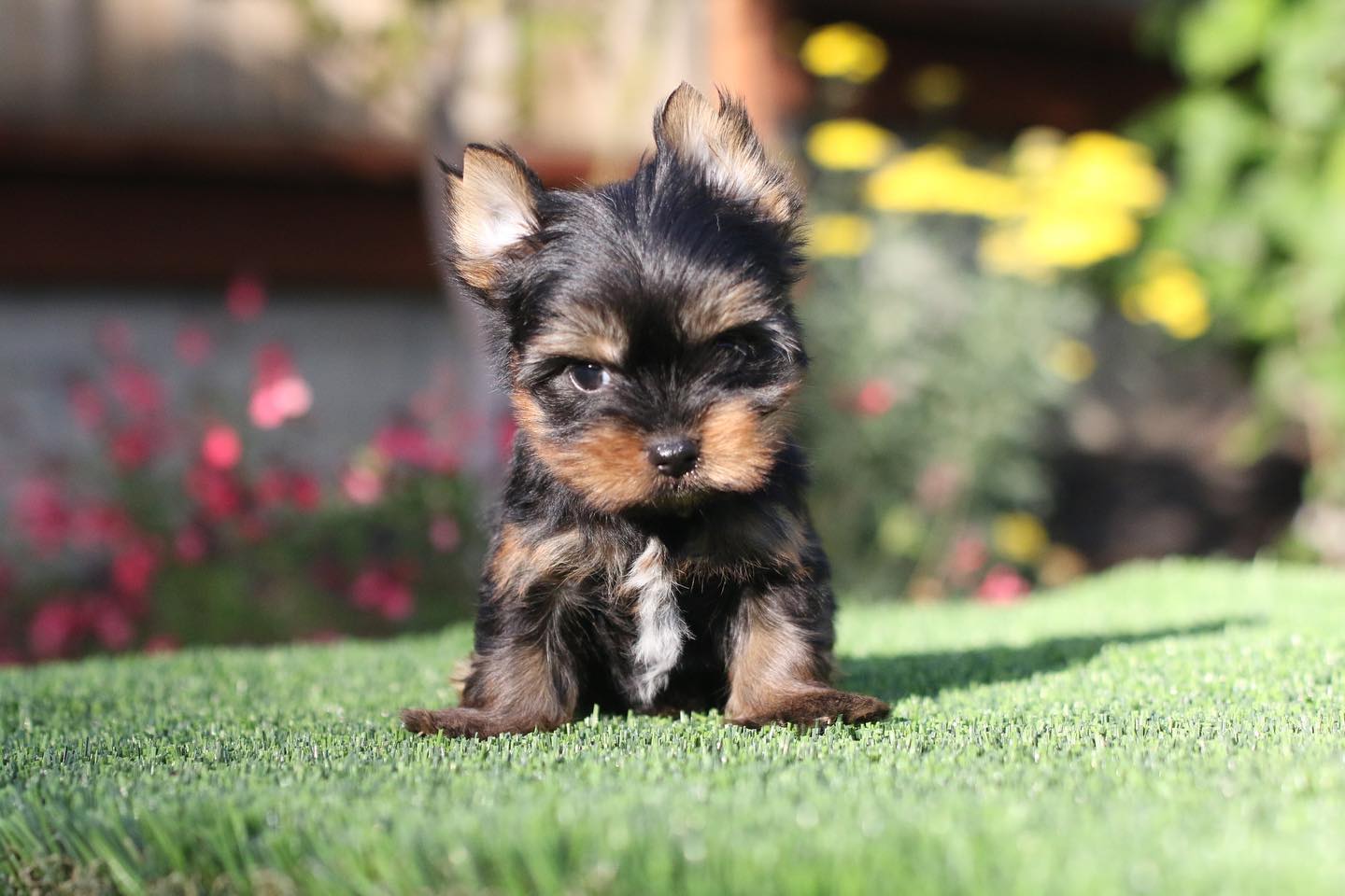 Buy Male Yorkie Puppy | Timmy | - Image 3