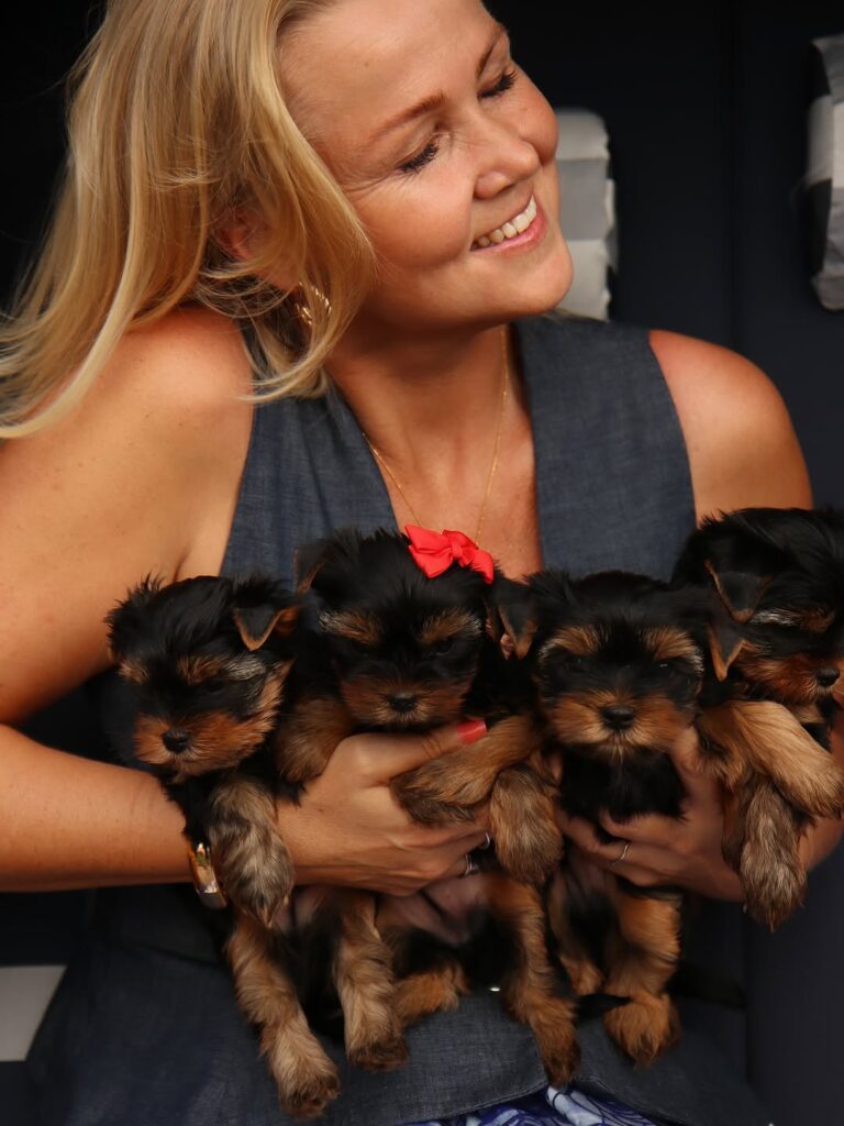 Are Yorkies good family dogs