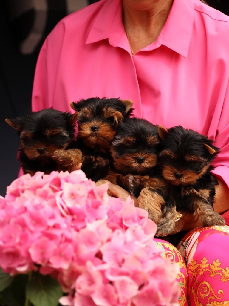 Yorkie Puppies for Sale in Virginia