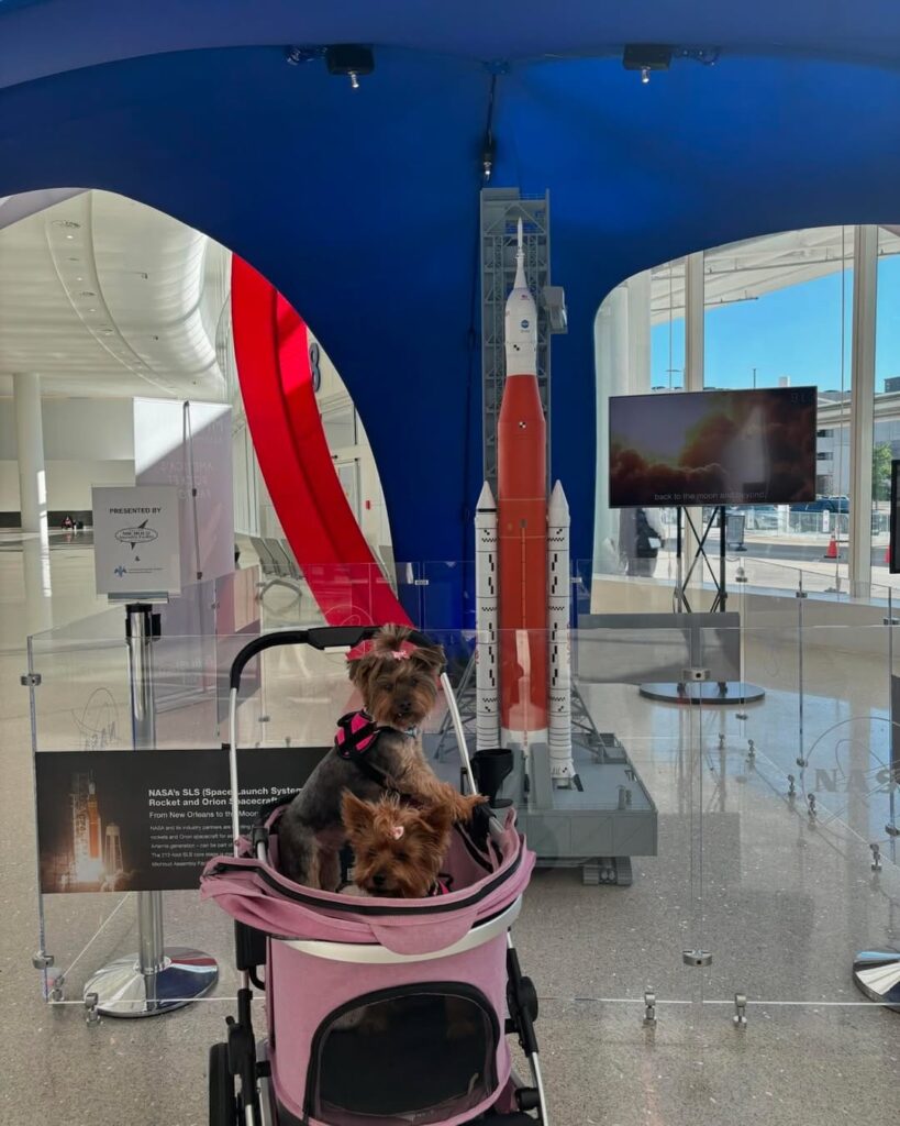 Where to Buy a Yorkie Puppy Online Safely