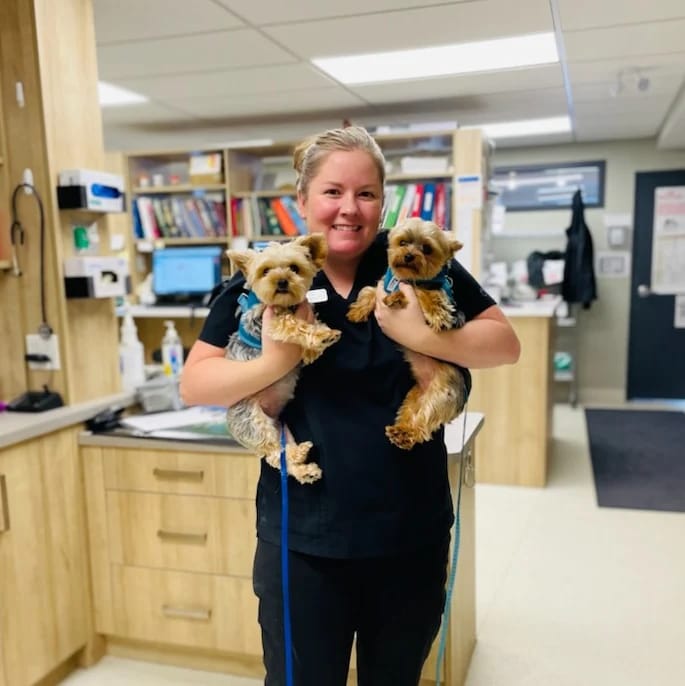 How much does a Yorkie puppy cost