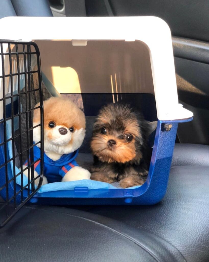 yorkie puppies virginia