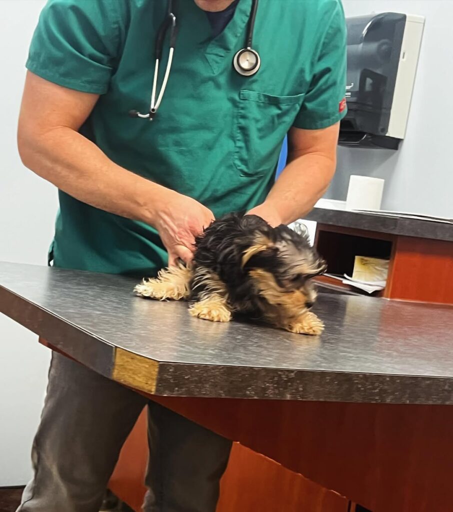 Yorkie Puppies for Sale in Topeka