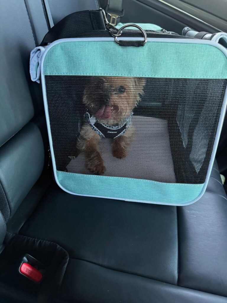 Yorkie Puppies for Sale in Kansas
