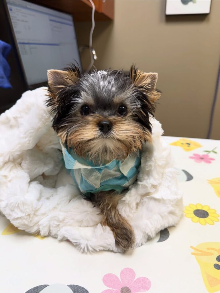 Yorkie Puppy Care Guide
