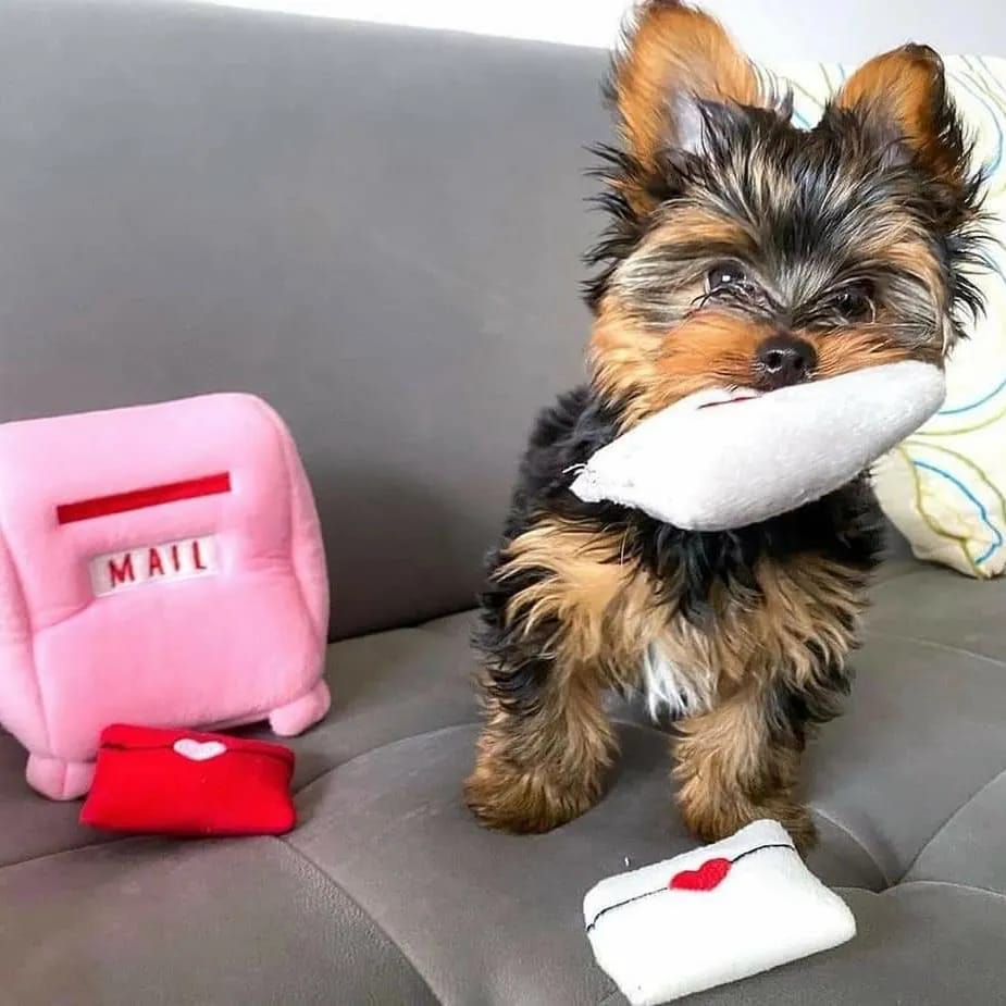 Yorkie Puppy Care Guide