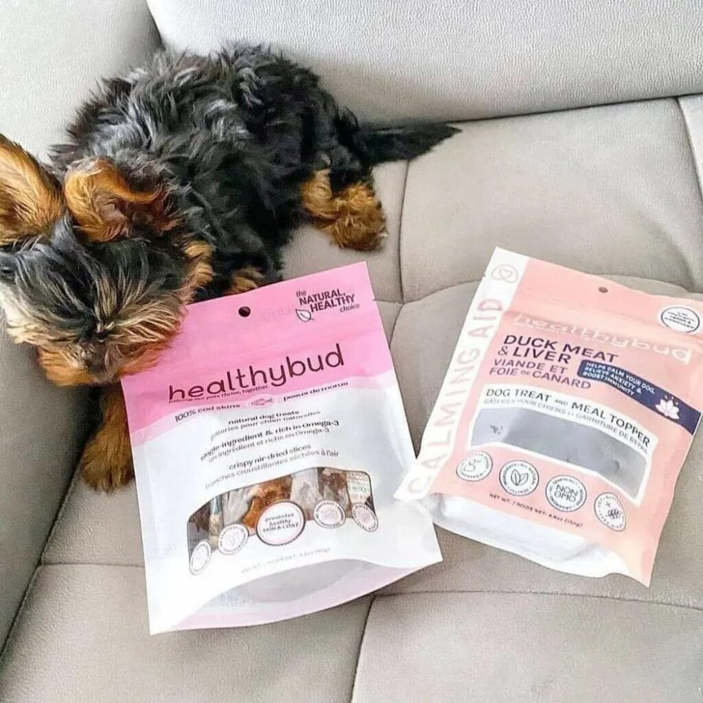 ideal age for Yorkie puppy