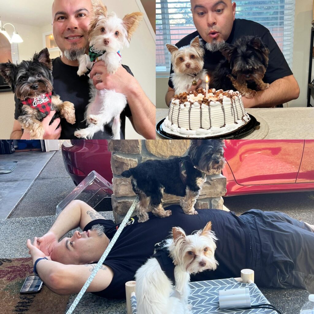 Buy a yorkie puppy