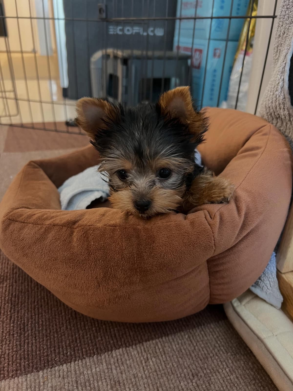 Black and Tan Yorkie Puppy for Sale - Zedd - Image 4