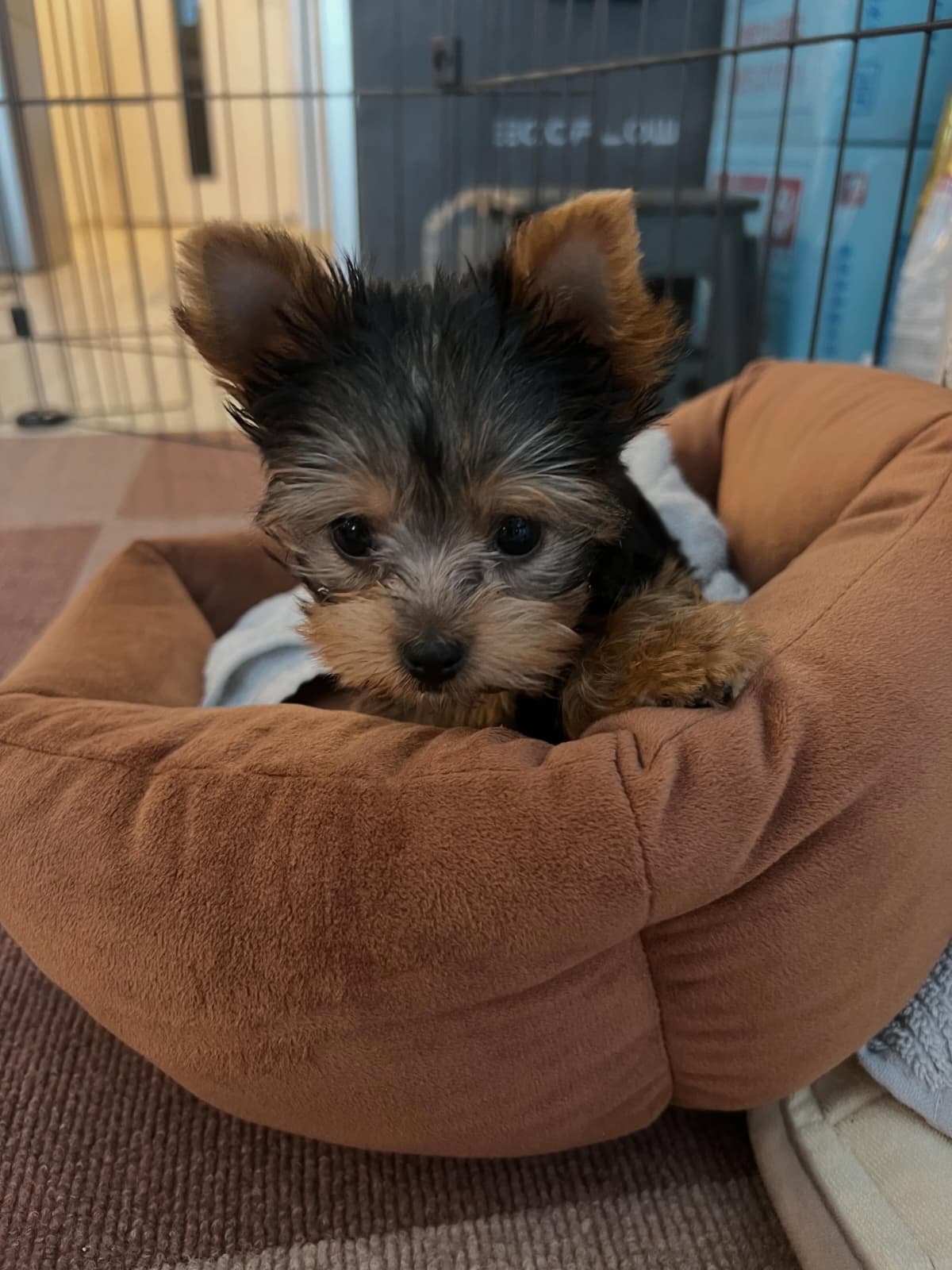 Black and Tan Yorkie Puppy for Sale - Zedd - Image 3