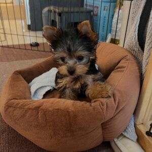 Black and Tan Yorkie Puppy for Sale