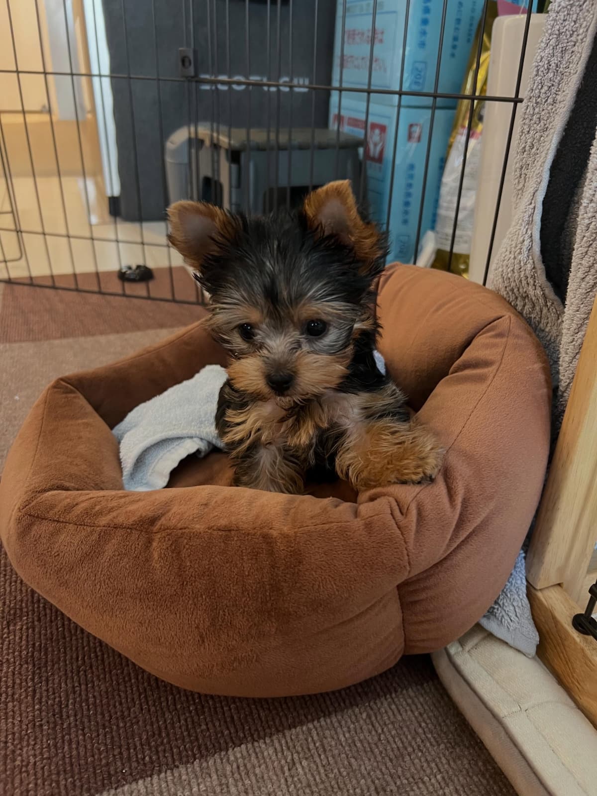 Black and Tan Yorkie Puppy for Sale