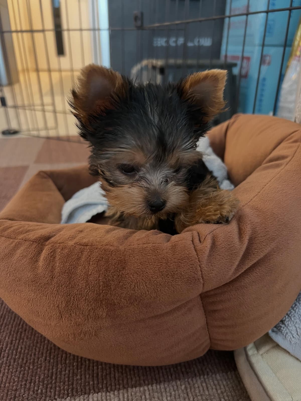 Black and Tan Yorkie Puppy for Sale - Zedd - Image 2