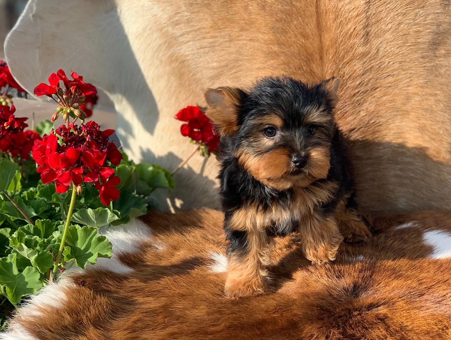 Teddy Bear Yorkie Puppy for Sale - Bella - Image 4